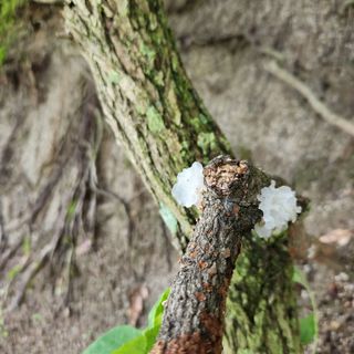 유원준님의 고추 · 영농일지 작성글 사진