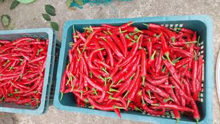 아주동님의 고추 · 영농일지 작성글 사진