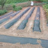 팜모닝 배추·영농일지 게시글 이미지