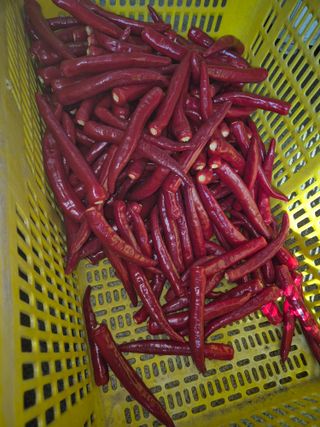 왕자농원님의 고추 · 영농일지 작성글 사진