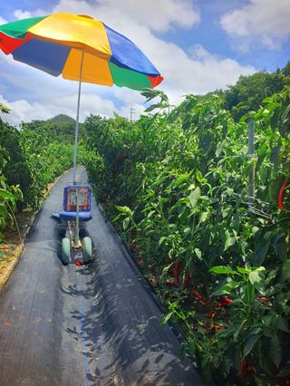 오이8898황산면님의 고추 · 영농일지 작성글 사진