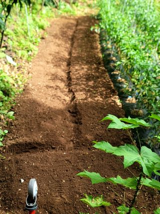 산솔바람님의 기타작물 · 영농일지 작성글 사진