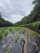 팜모닝 들깨·영농일지 게시글 이미지