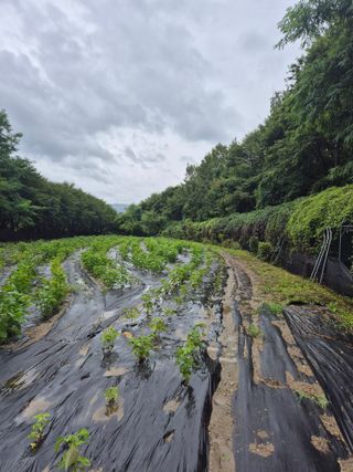 이지은님의 들깨 · 영농일지 작성글 사진