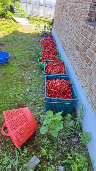 이남종님의 옥수수 · 영농일지 작성글 사진