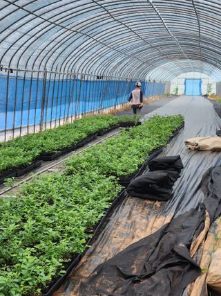 꽃지베리팜(윤인원)님의 블루베리 · 영농일지 작성글 사진