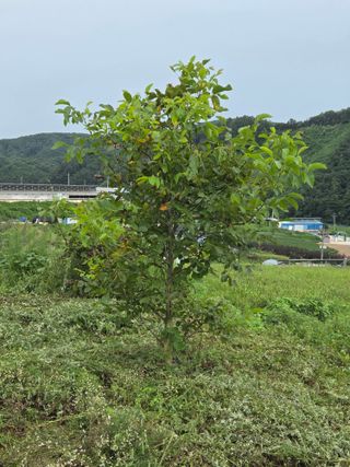 마이산 호두농원님의 기타작물 · 영농일지 작성글 사진