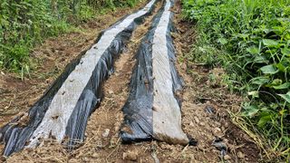 ogapiall님의 배추 · 영농일지 작성글 사진