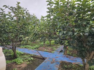 대운농원님의 기타작물 · 영농일지 작성글 사진