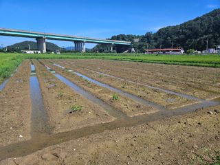 박원봉님의 콩 · 영농일지 작성글 사진