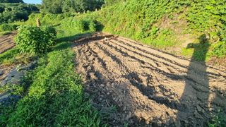 촌사리님의 고추 · 영농일지 작성글 사진