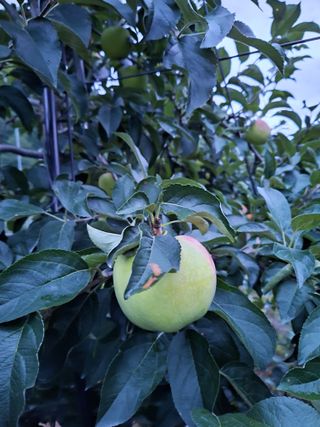 이병옥님의 사과 · 영농일지 작성글 사진