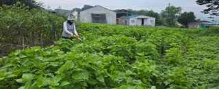 상추22033님의 기타작물 · 영농일지 작성글 사진