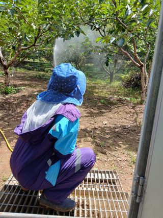 향양농장 사랑합니다님의 감 · 영농일지 작성글 사진