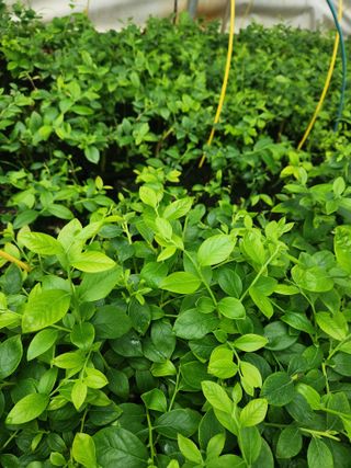 꽃지베리팜(윤인원)님의 블루베리 · 영농일지 작성글 사진