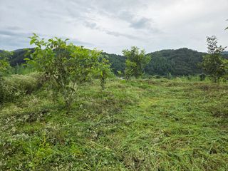 마이산 호두농원님의 기타작물 · 영농일지 작성글 사진