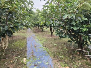 대운농원님의 기타작물 · 영농일지 작성글 사진