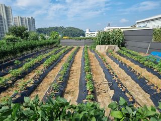 박병철님의 들깨 · 영농일지 작성글 사진