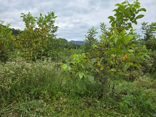 마이산 호두농원님의 기타작물 · 영농일지 작성글 사진