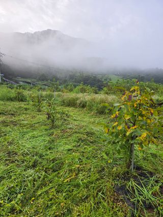 마이산 호두농원님의 기타작물 · 영농일지 작성글 사진