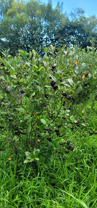 박종화님의 기타작물 · 영농일지 작성글 사진