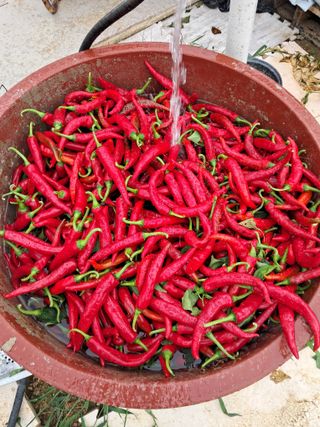 전희분님의 기타작물 · 영농일지 작성글 사진