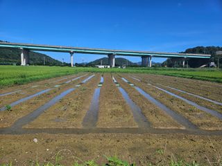 박원봉님의 콩 · 영농일지 작성글 사진