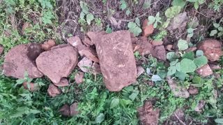 촌사리님의 고추 · 영농일지 작성글 사진