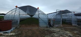 이장호님의 고추 · 영농일지 작성글 사진