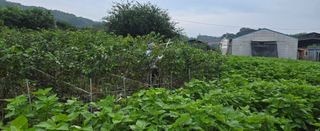 상추22033님의 기타작물 · 영농일지 작성글 사진