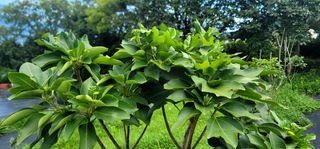 박종화님의 기타작물 · 영농일지 작성글 사진