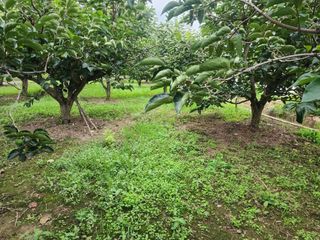 대운농원님의 기타작물 · 영농일지 작성글 사진