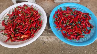 촌사리님의 고추 · 영농일지 작성글 사진