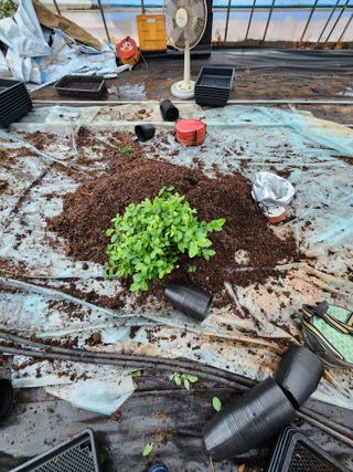 꽃지베리팜(윤인원)님의 블루베리 · 영농일지 작성글 사진