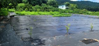 박종화님의 기타작물 · 영농일지 작성글 사진