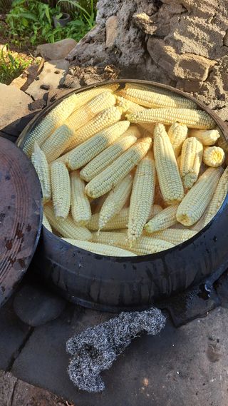 이남종님의 옥수수 · 영농일지 작성글 사진