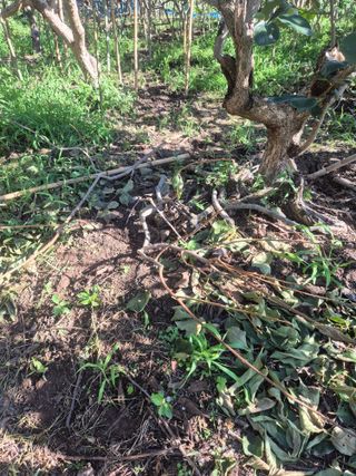 최진일님의 감 · 영농일지 작성글 사진