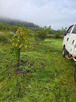 마이산 호두농원님의 기타작물 · 영농일지 작성글 사진