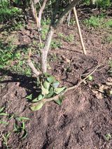 팜모닝 감·영농일지 게시글 이미지