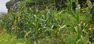 ogapiall님의 배추 · 영농일지 작성글 사진