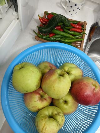 향양농장 사랑합니다님의 고구마 · 영농일지 작성글 사진