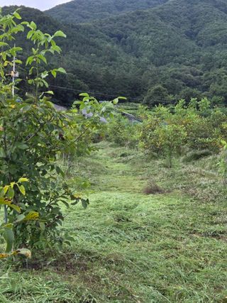 마이산 호두농원님의 기타작물 · 영농일지 작성글 사진