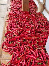 팜모닝 고추·영농일지 게시글 이미지