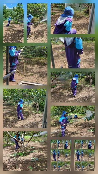 향양농장 사랑합니다님의 감 · 영농일지 작성글 사진