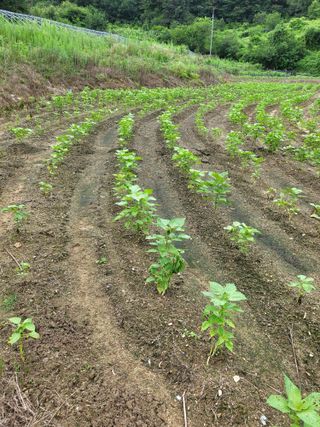 사과18677님의 들깨 · 영농일지 작성글 사진