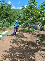 팜모닝 감·영농일지 게시글 이미지