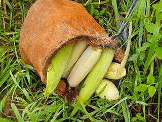 ogapiall님의 배추 · 영농일지 작성글 사진