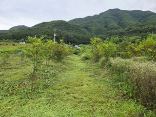 마이산 호두농원님의 기타작물 · 영농일지 작성글 사진