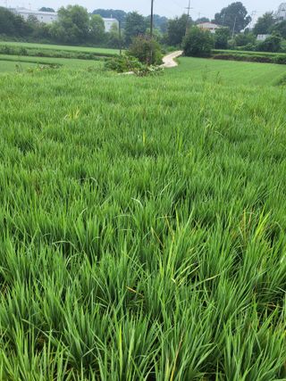 최병우님의 기타작물 · 영농일지 작성글 사진