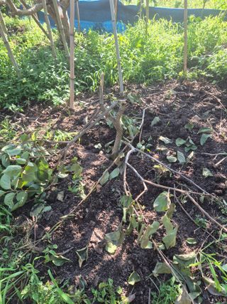 최진일님의 감 · 영농일지 작성글 사진